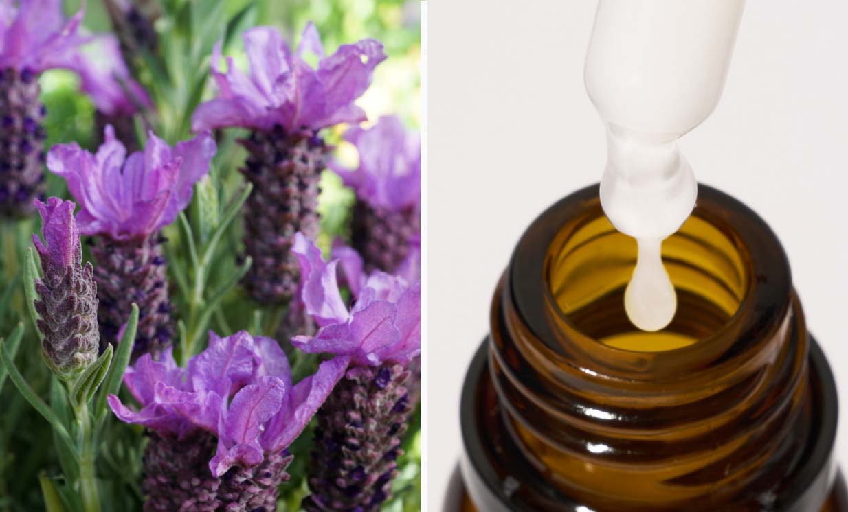 Butterfly Lavender Booster