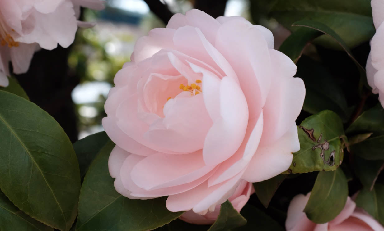 camellia oil