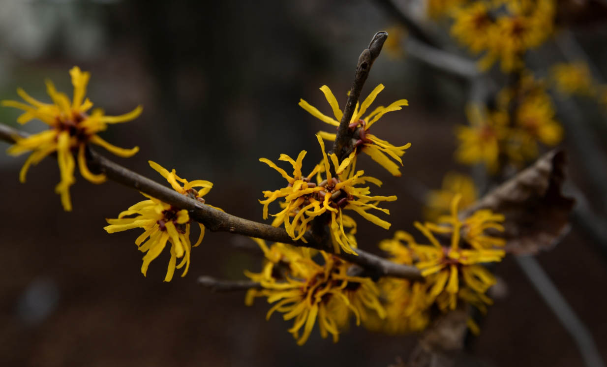 witch hazel